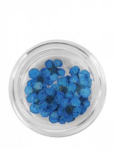 Nail Art Dried Flowers - Blue