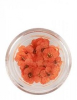 Nail Art Dried Flowers - Orange