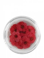 Nail Art Dried Flowers - Red