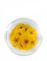 Nail Art Dried Flowers - Yellow